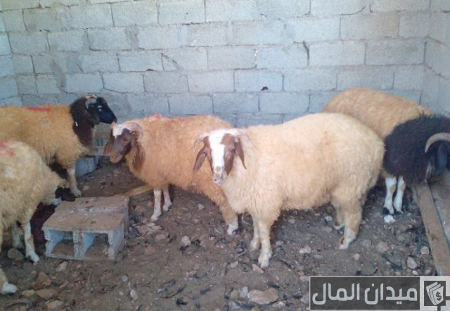 أنواع الأغنام العربية بالصور
