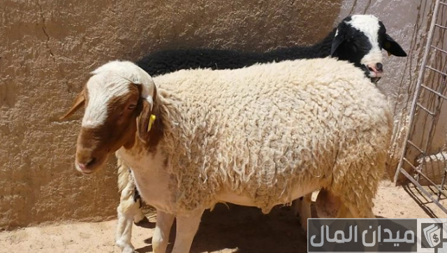 أنواع الأغنام العربية بالصور