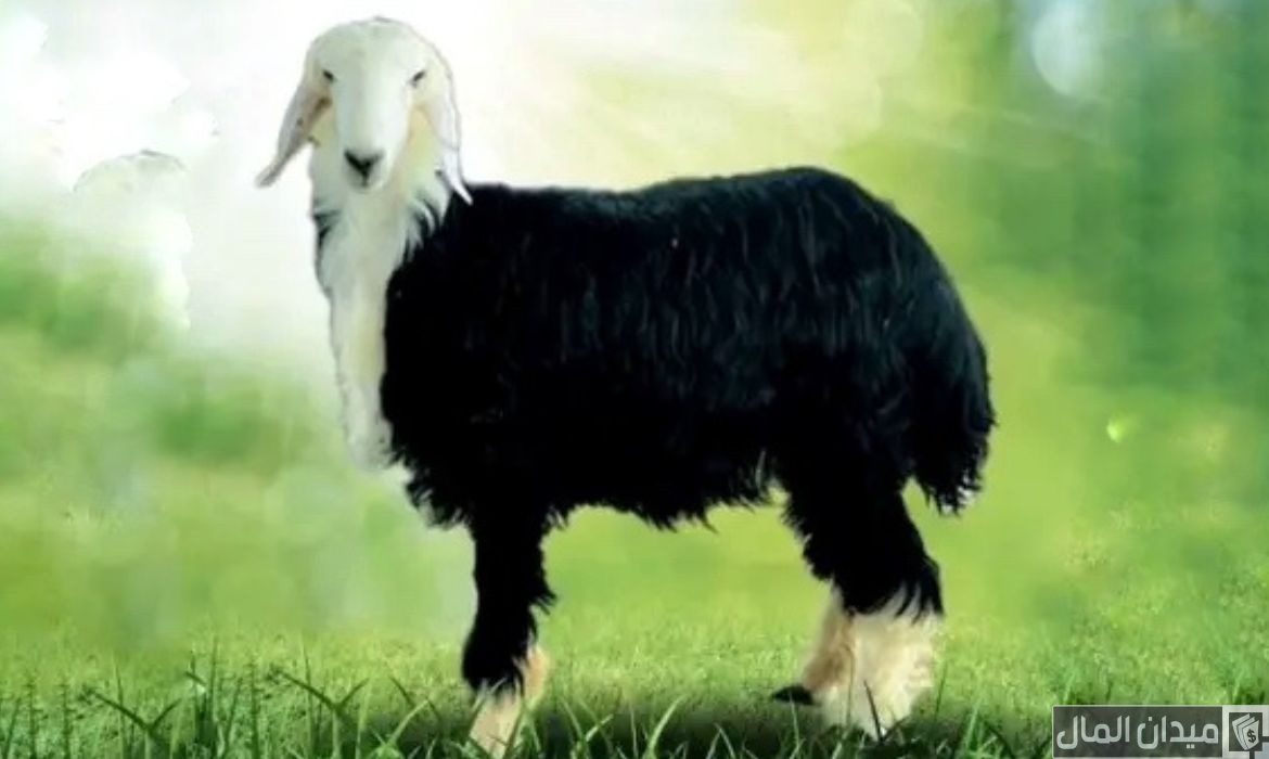 أنواع الأغنام العربية بالصور