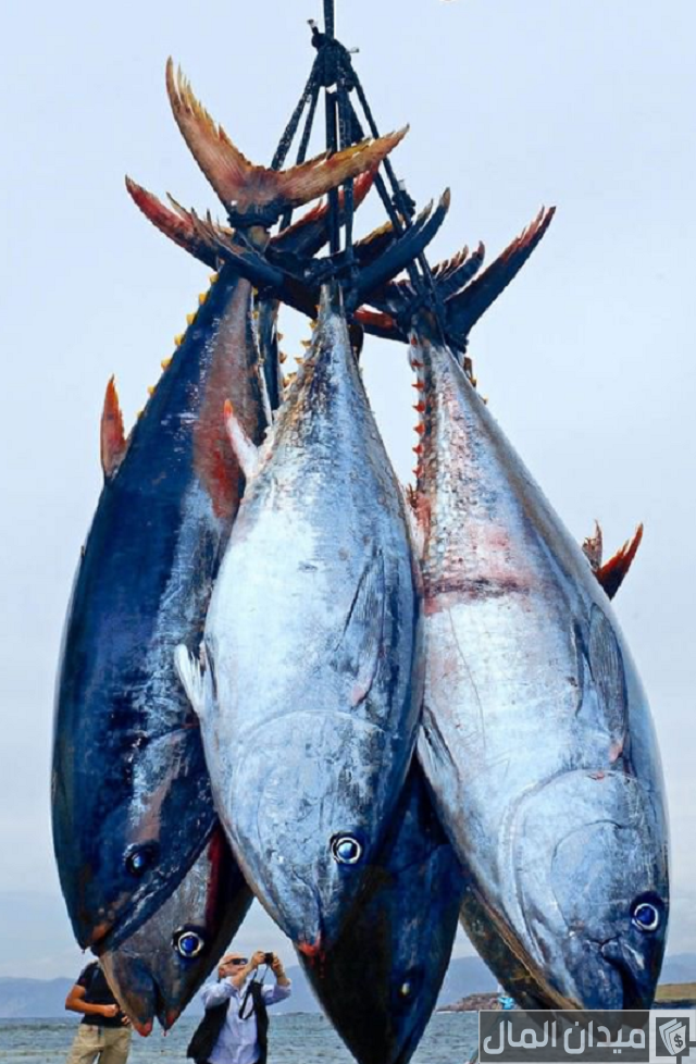 أنواع السمك بالصور