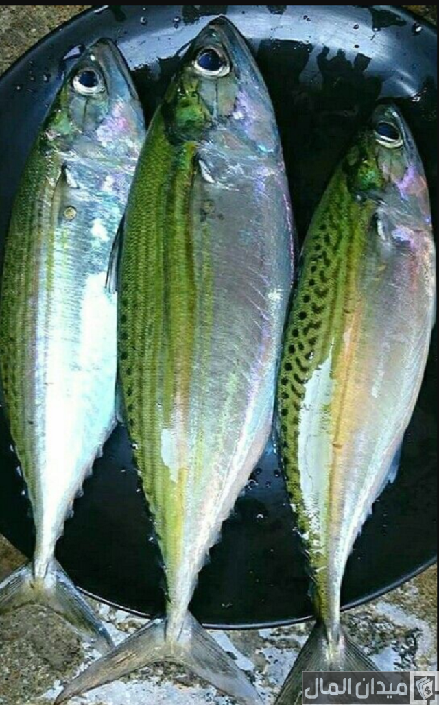 أنواع السمك بالصور