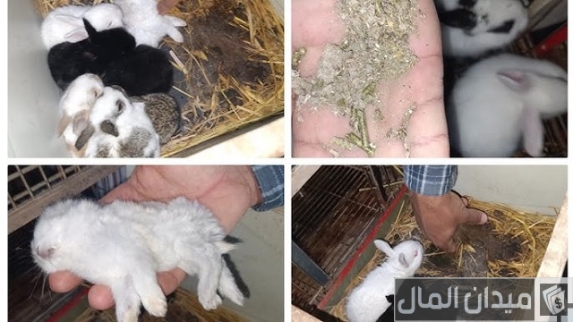 اسباب موت الارانب بعد الولادة