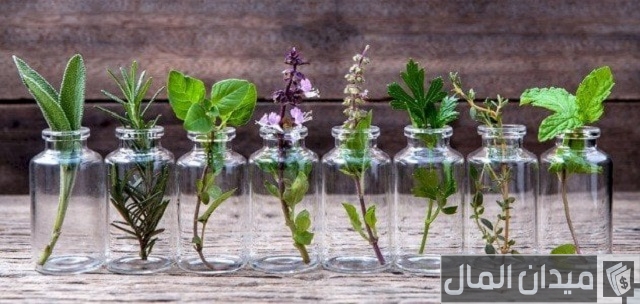 استخلاص الزيوت من البذور استخلاص الزيوت من البذور