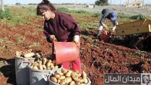 العمل في قبرص اليونانية