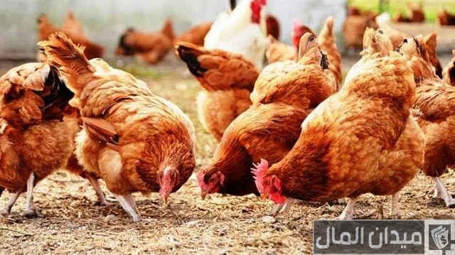 الفرق بين الفراخ الساسو والبلدي والهجين الفرق بين الفراخ الساسو والبلدي والهجين