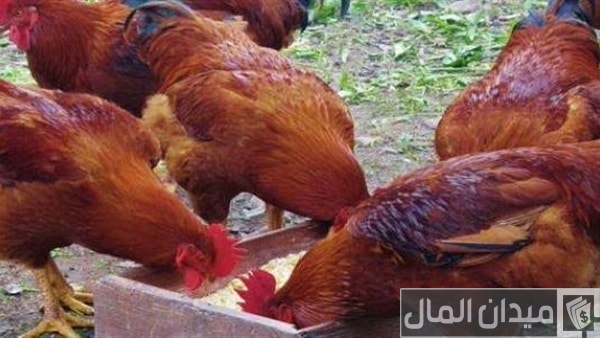 ما الفرق بين الفراخ الساسو والبلدي والهجين