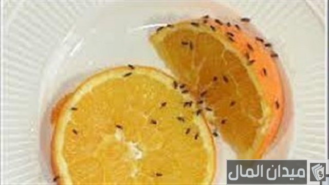 نصائح القضاء على ذباب الفاكهة في الزراعة