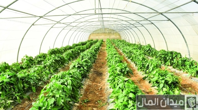 تجربتي مع البيوت المحمية