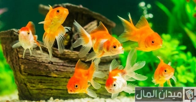 تربية أسماك الزينة في المنزل تربية أسماك الزينة في المنزل