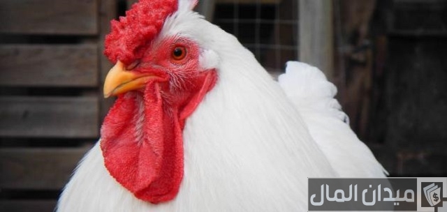 تربية الفراخ البيضاء