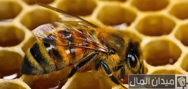 متطلبات تربية النحل في المنزل