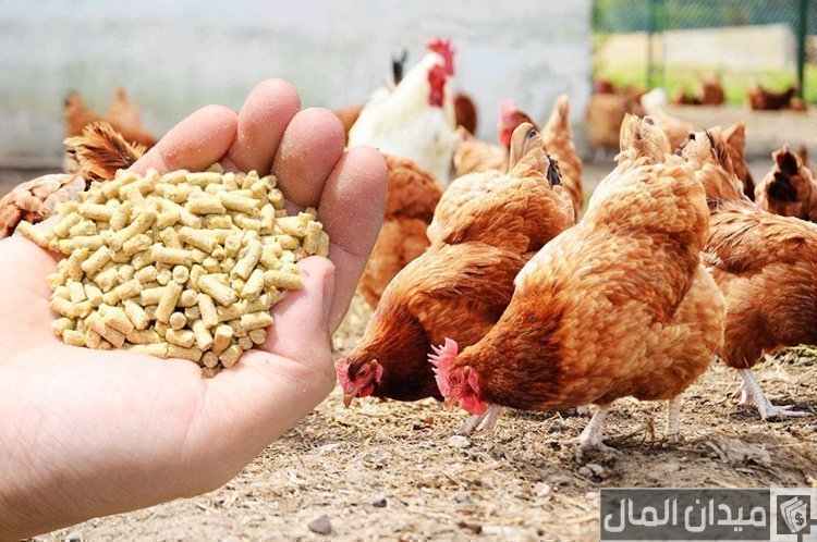 5 نصائح لتسمين الدواجن في المنزل