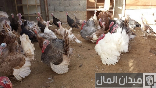 دراسة جدوى مشروع تسمين الديك الرومي في المنزل