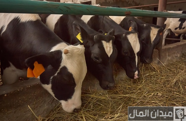 تسمين العجول البقري