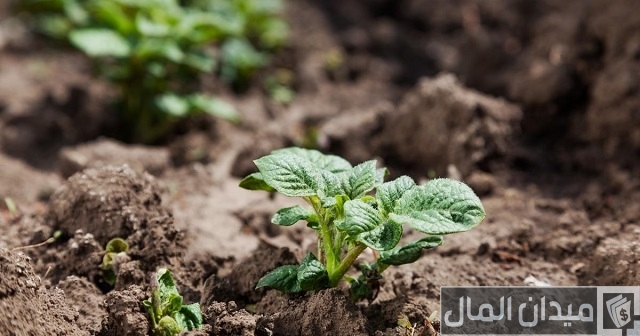 تعلم طريقة زراعة البطاطس تعلم طريقة زراعة البطاطس