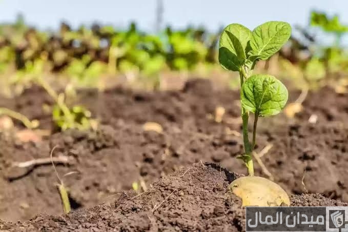 زراعة البطاطس من الألف للياء