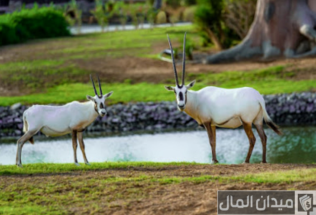 حديقة الحيوانات كابر أم القيوين