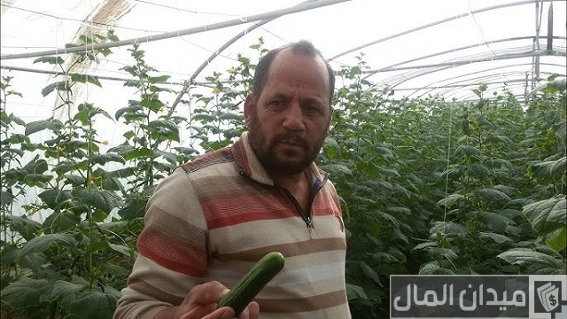 دراسة جدوى زراعة الخيار في الصوب