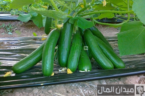 دراسة جدوى زراعة الخيار في الصوب وأرباحها في الموسم