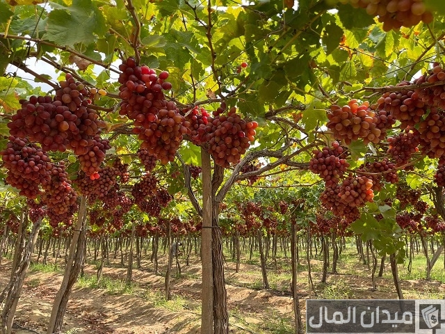 دراسة جدوى زراعة العنب في مصر