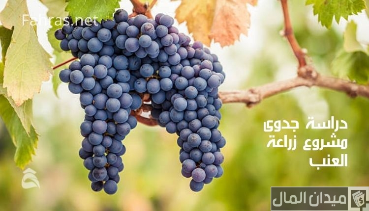 دراسة جدوى زراعة العنب في مصر وأرباح المشروع الشهرية