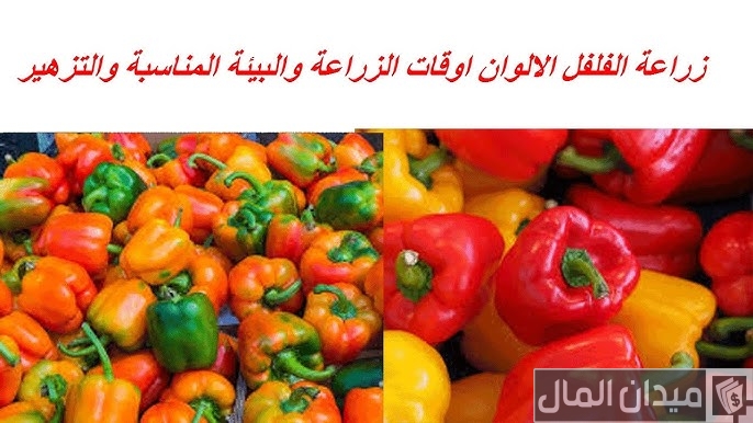 دراسة جدوى زراعة الفلفل الألوان وأرباح المشروع الشهرية