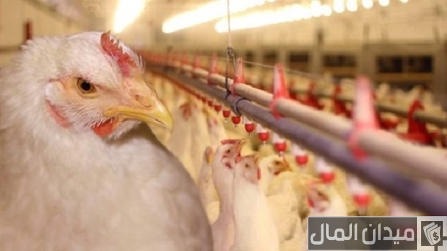 دراسة جدوى مجزر دواجن يدوي وأرباح المشروع الشهرية