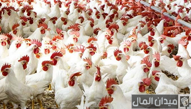 دراسة جدوى مزرعة دواجن