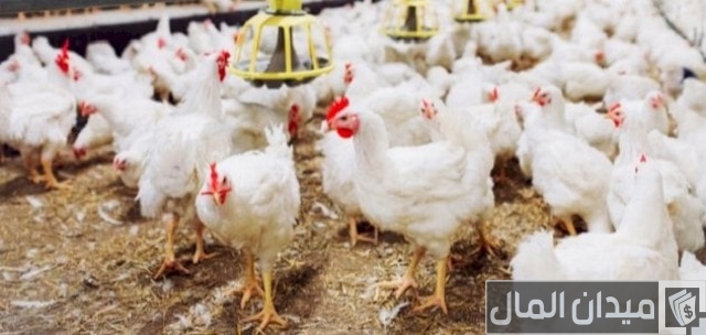 دراسة جدوى مشروع تربية الدواجن