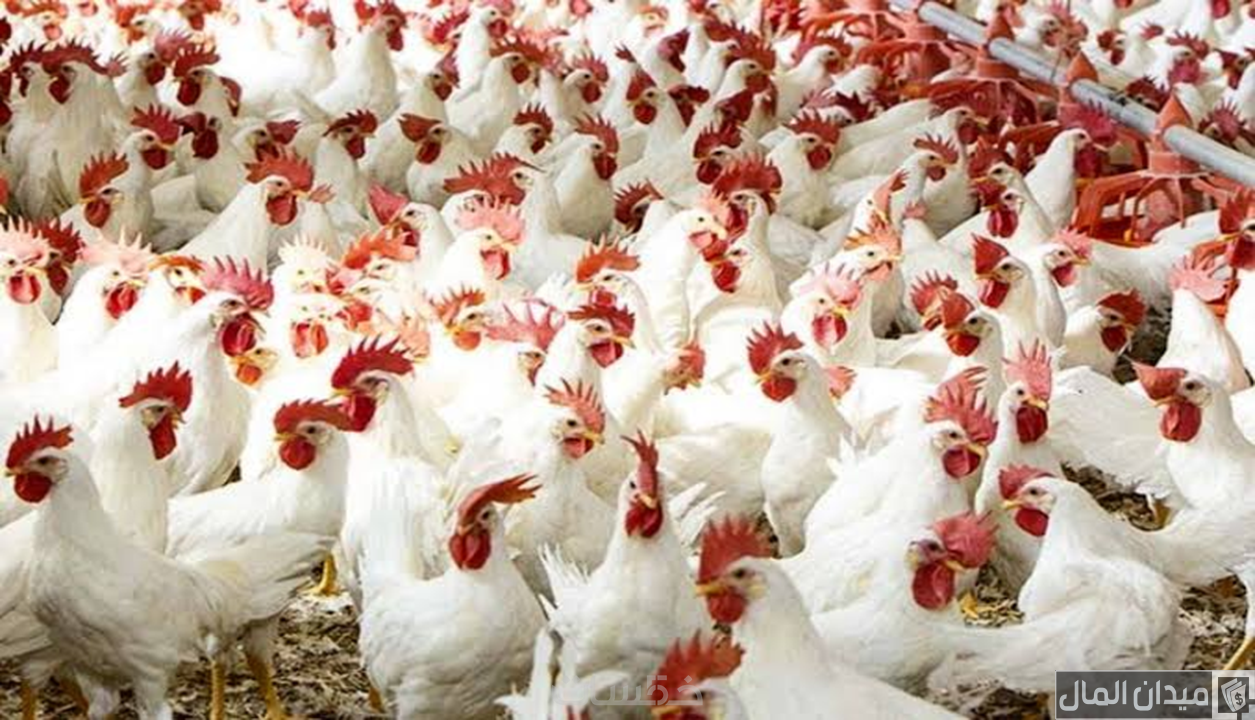 دراسة جدوى مشروع تربية الدواجن 1000 كتكوت وأرباح المشروع