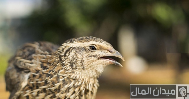 دراسة جدوى مشروع تربية السمان