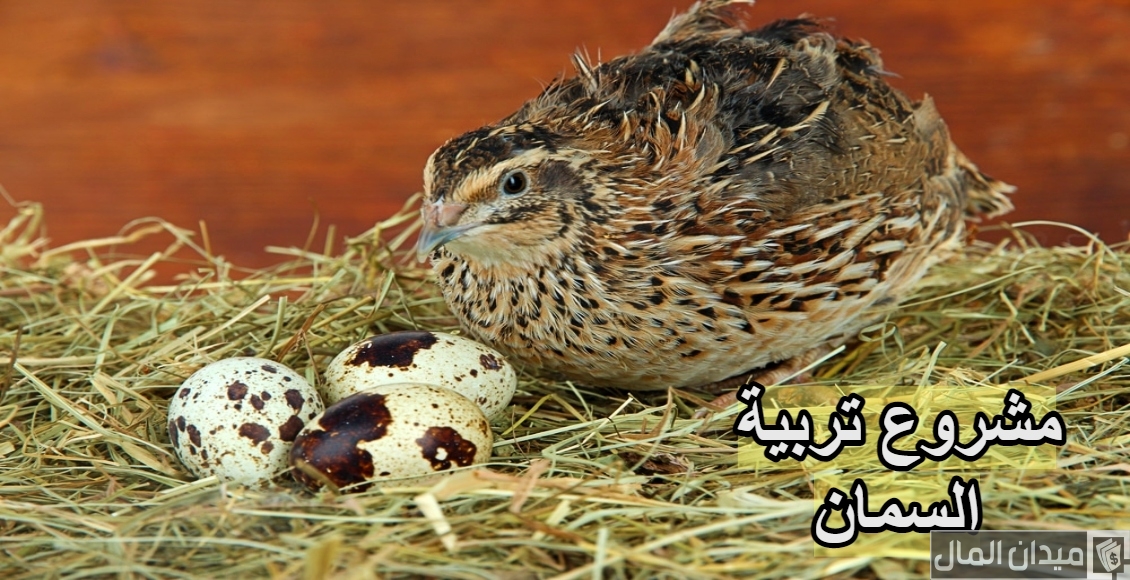 دراسة جدوى مشروع تربية السمان وأرباح المشروع الشهرية