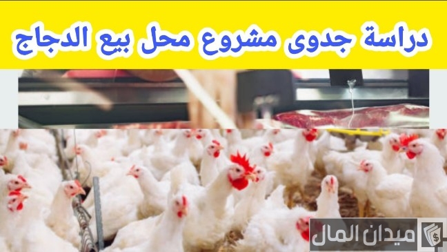 دراسة جدوى مشروع محل بيع فراخ وأرباح المشروع الشهرية