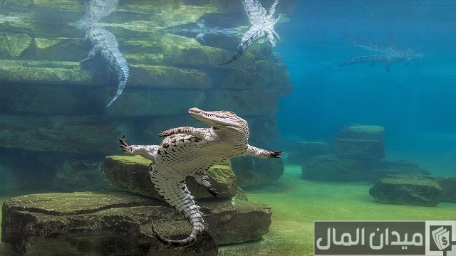 رقم حديقة التماسيح دبي الموحد