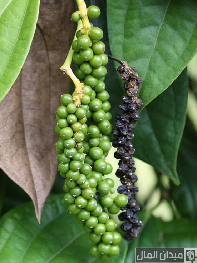 زراعة الفلفل الأسود في المنزل