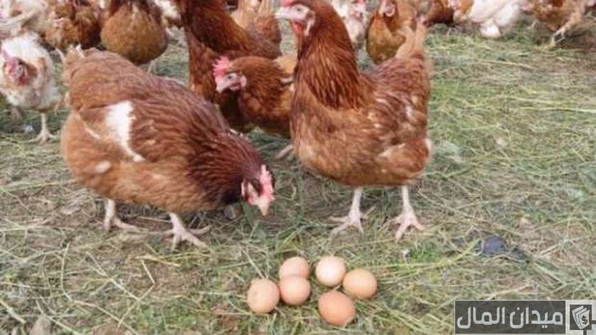 علاج أمراض الدجاج بالأعشاب
