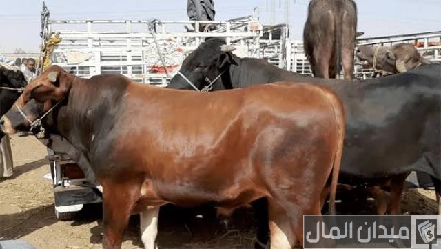 علاج الاسهال عند عجول التسمين