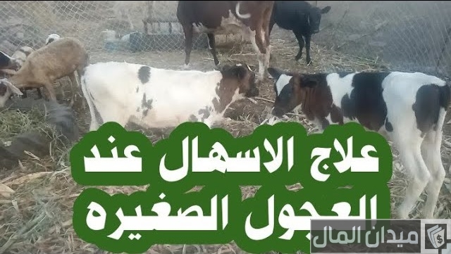 علاج الاسهال عند عجول التسمين