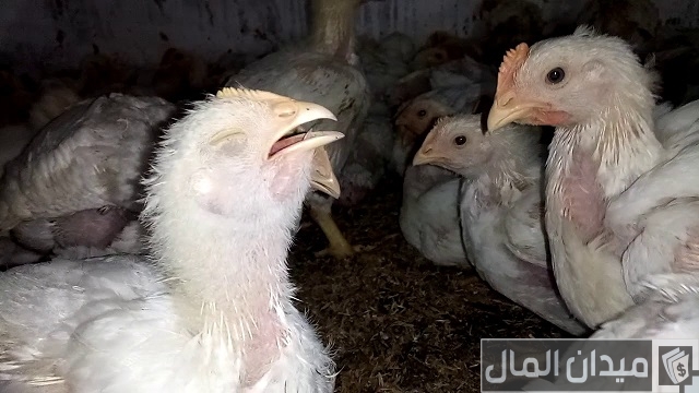 علاج الطشمة في الدواجن البيضاء علاج الطشمة في الدواجن البيضاء