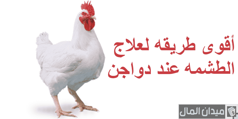 علاج الطشمة في الدواجن البيضاء