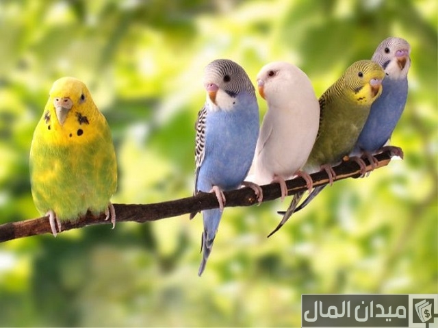 كم عدد بيض العصافير الاسترالى