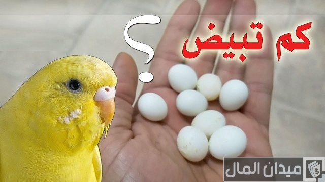 عدد بيض العصافير الاسترالى