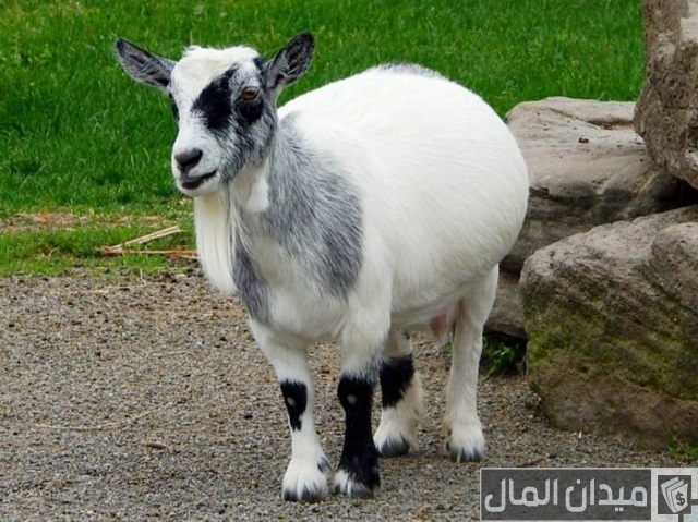 كم مرة تلد الماعز في السنة كم مرة تلد الماعز في السنة