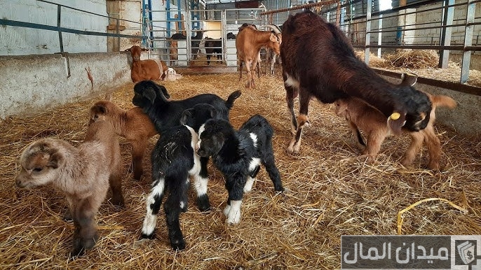 فن التعامل مع الزملاء في بيئة العمل