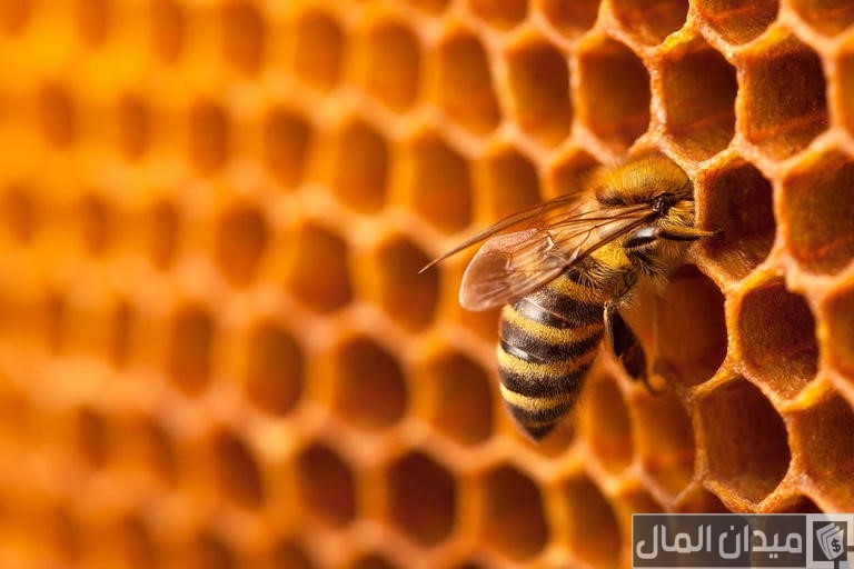 نصائح تدفئة النحل في الشتاء