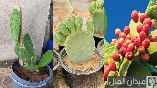 كيفية زراعة التين الشوكي في المنزل كيفية زراعة التين الشوكي في المنزل