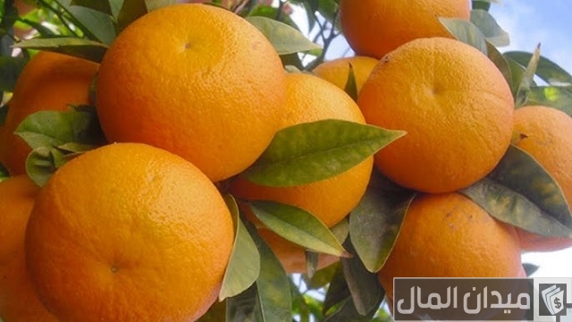 متى تثمر شجرة البرتقال متى تثمر شجرة البرتقال