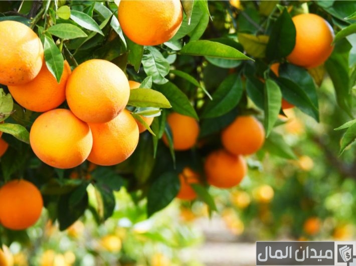 كم مرة تثمر شجرة البرتقال في السنة