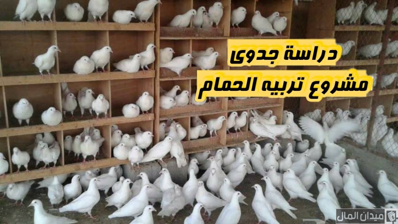 دراسة جدوى مشروع تربية الحمام وأرباح المشروع الشهرية