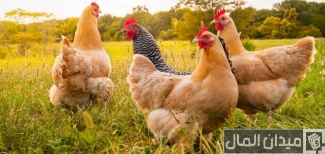 مشروع تربية الدواجن في مصر